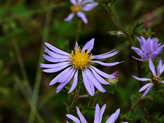 {Eurybia spectabilis}